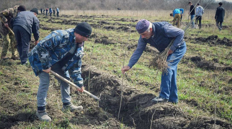 Экологические работы по восстановлению лесов в Чечне