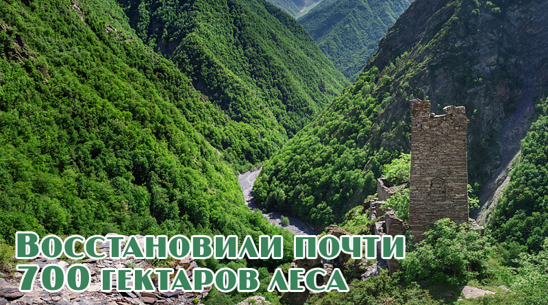 Восстановление лесов в ЧР
